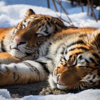 Sleeping tigers