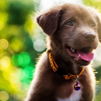 Cute Labrador Retriever puppy