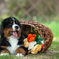 Bernese Mountain Puppy