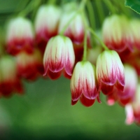 Red Bell Flowers