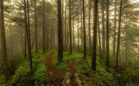 Forest - path, trees, forest, nature