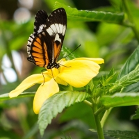 Butterfly on Yellow Flower