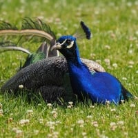 Peacock