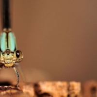 Dragonfly macro