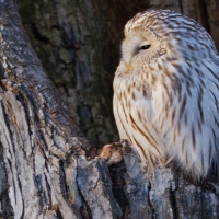 Ural Owl