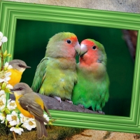 TWO LOVE BIRDS