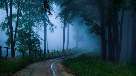 Morning Twilight - road, trees, fence, forest