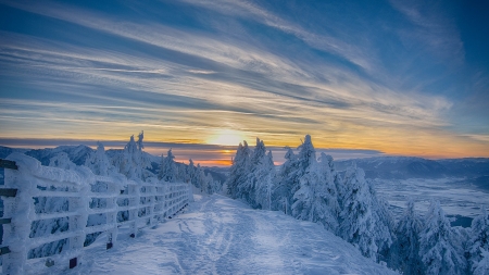 Sunset in winter forest - Romania, ski, trees, winter, snow, resort, forest, dawn, sunset