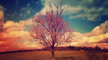 Lonely Tree - Field, Trees, Sunset, Clouds, Sky