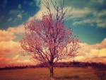 Lonely Tree