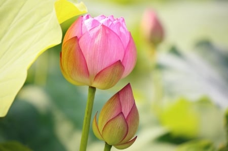 Lotus buds - summer, lotus, flower, pink, bud