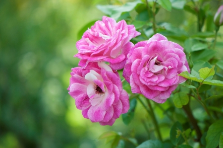 Roses - summer, green, trandafir, rose, flower, pink, vara