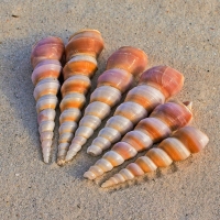 SeaShells