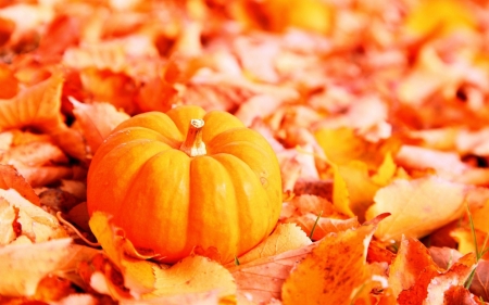 Pumpkins 2 - leaves, pumpkins, food, photography