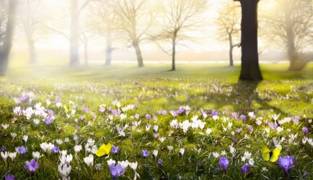 Crocus - flower, nature, Crocus, tree