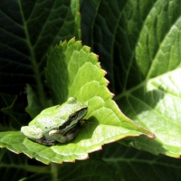 LITTLE FROG ON LEAF