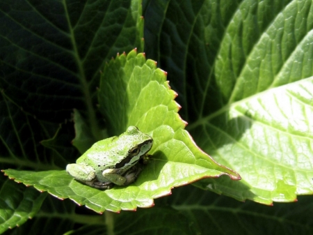 LITTLE FROG ON LEAF - ANIMAL, IMAGE, LITTLE, FROG