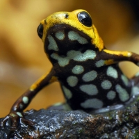 POISON FROG