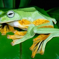 BEAUTIFUL FROG