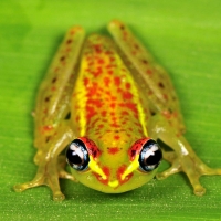 PRETTY FROG