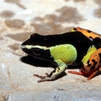 LITTLE POISON FROG