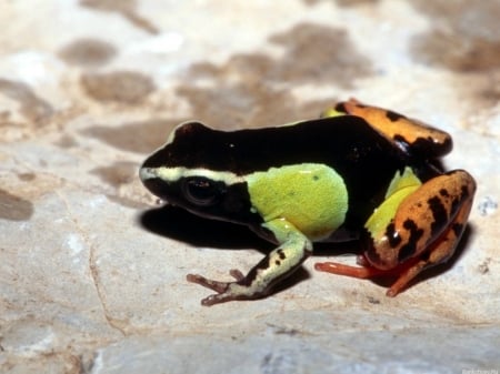 LITTLE POISON FROG - image, poison, frog, little