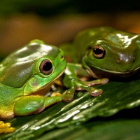 TWO LOVELY FROGS