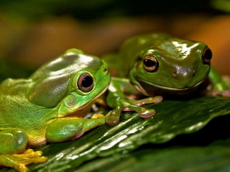 TWO LOVELY FROGS - lovely, image, two, frogs