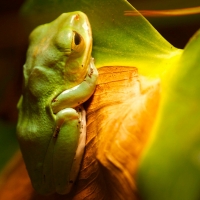 FROG ON PLANT