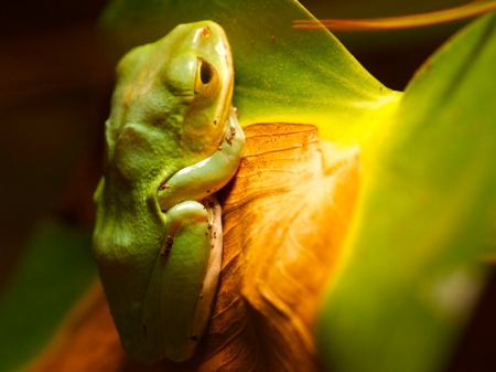 FROG ON PLANT - animal, plant, image, frog