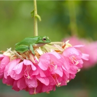 TINY FROG ON FLOWER