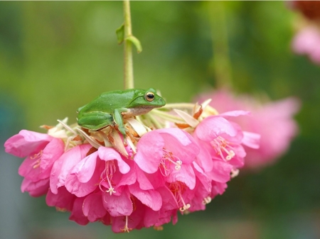 TINY FROG ON FLOWER - IMAGE, FLOWER, TINY, FROG