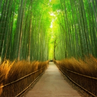 Bamboo Forest