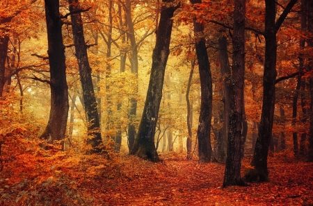 Autumn forest - fall, trees, sunlight, landscape, leave