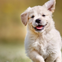 Golden retriever puppy