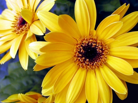 BEAUTIFUL GERBERAS - flowers, beautiful, nature, gerberas