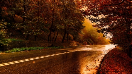 Autumn Road - leave, nature, fall, trees