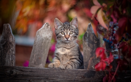 Kitten - animal, kitten, cute, pisici, fence, cat