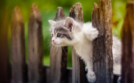 Kitten - animal, cute, fence, kitten, cat, paw, pisici