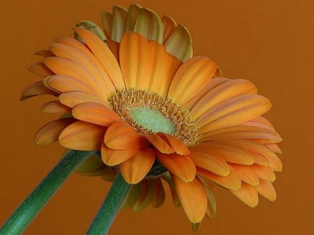 BEAUTIFUL BERBERAS - IMAGE, BEAUTIFUL, GERBERAS, FLOWERS