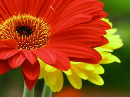 PRETTY GERBERAS - IMAGE, GERBERAS, FLOWERS, PRETTY