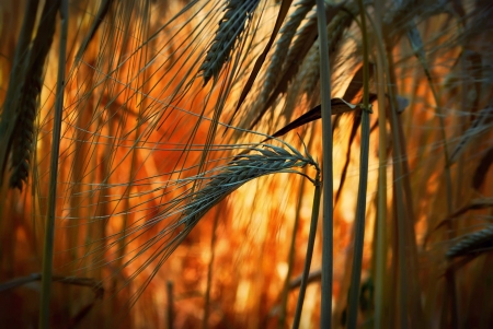 Wheat Field - Field, Bright, Bokeh, Close up