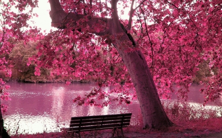 Beauty of nature - nature, park, bench, river