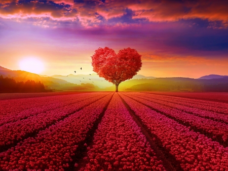 :-) - vara, heart, valentine, field, sunset, summer, cloud, red, luminos, tree, flower