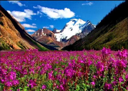 Valley of Flowers - blossoms, sky, mountains, clouds, snow