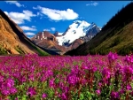 Valley of Flowers