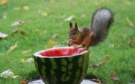 Watermelon And Squirrel - white, watermelon, animals, red, green, grass