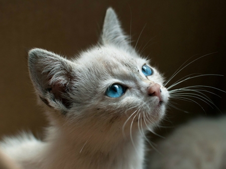 CUTE LITTLE BLUE EYES - KITTY, CUTE, EYES, BLUE