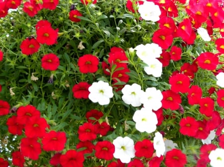 Red And White Summer Flowers - white, red, summer, flowers, photography