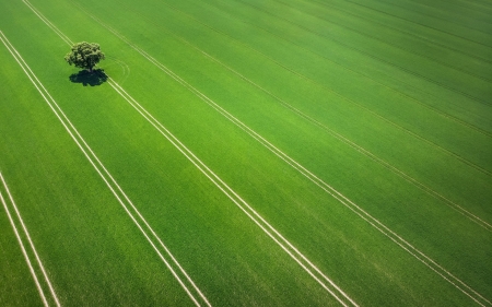 :-) - skin, view from the top, summer, camp, grass, tree, field, texture, vara